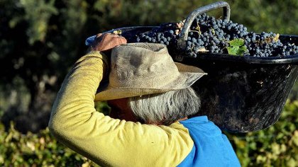 Mendoza: la peor vendimia de los últimos 56 años