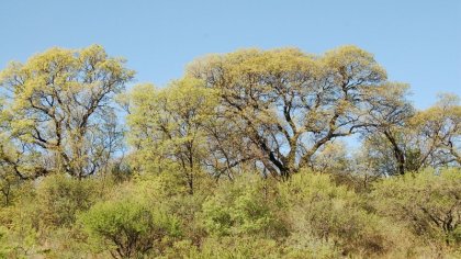 Postergan tratamiento de la Ley de Bosques para próximo año