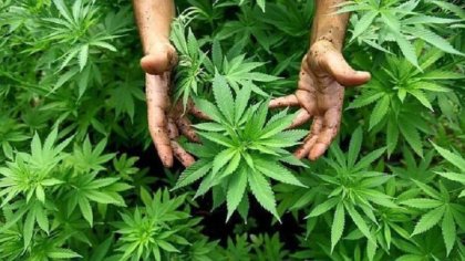 Milei usa al Reprocann para beneficiar a empresas y perjudicar a pacientes, médicos y cultivadores