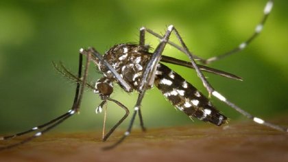  El 80% de estudiantes se contagio de dengue y reclaman medidas