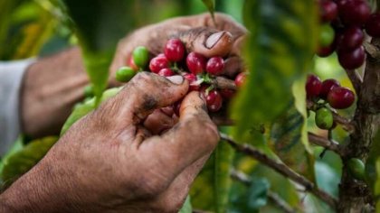 Cafetaleros continúan pelea en defensa del café 