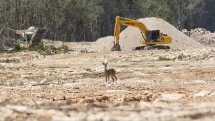 Tribunal Internacional determina ecocidio y etnocidio en México por obras del Tren Maya