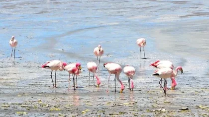 Detectan influenza aviar en flamencos muertos en La rioja y Catamarca