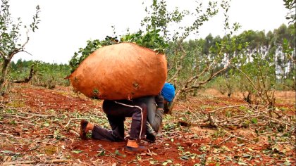 Plata hay: una Misiones rica de trabajadores pobres