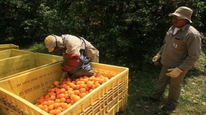 Cinco claves del proyecto de Ley para los trabajadores rurales