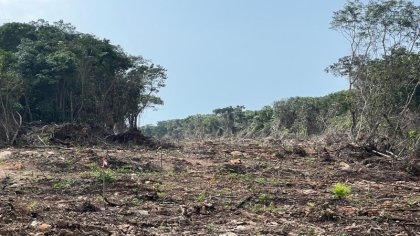 Tren Maya: 6 659 hectáreas de selva se han deforestado, gobierno lo niega