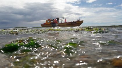 Marea roja: un fenómeno que perjudica fuertemente al sector pesquero artesanal