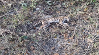 Trabajadores denuncian la muerte de especies durante la construcción del Tramo 6 del Tren Maya