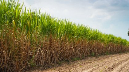 Censo agropecuario: en Jujuy los terratenientes consolidan sus negocios 