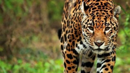 En un mundo en alto riesgo ambiental, se celebró el día mundial de los animales