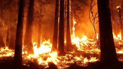 Bosques que no son nuestros: el negocio forestal tras la ola de incendios