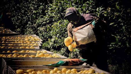 [Estreno - Documental] Cosechando bronca: el limón en Tucumán