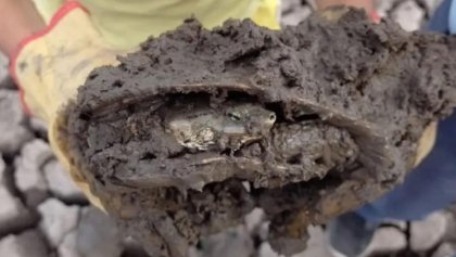 Sequía en Corrientes: una familia rescató más de 70 tortugas de una laguna que se secó 