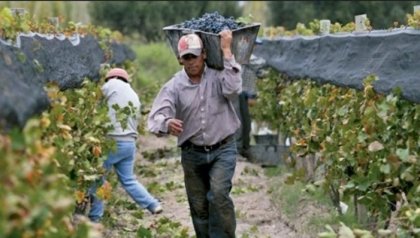 Milei y Caputo amenazan con rechazar el acuerdo paritario de los trabajadores de viñas y bodegas