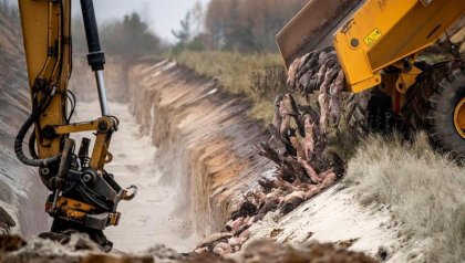 Tras la matanza de 15 millones de visones, Dinamarca da por extinta mutación de covid-19