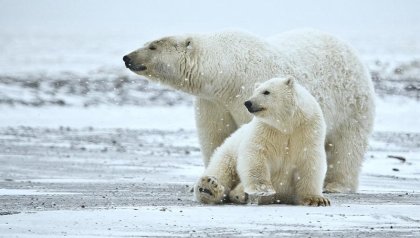 ¿Qué hay detrás de la extinción de los osos polares?