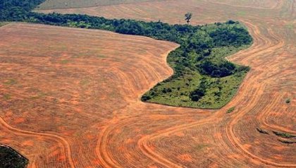 La Amazonía perdió un área equivalente a Chile en 36 años