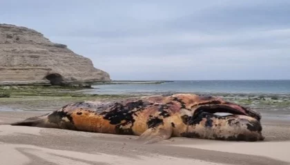 Chubut: 21 ballenas muertas en Península Valdés