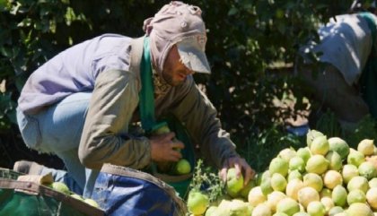 Aumentan los planes interzafra, pero siguen por debajo del Ingreso Familiar de Emergencia