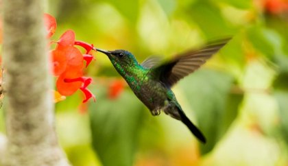 El mito del colibrí