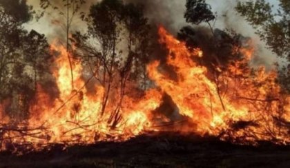 Se reactivaron focos de incendios forestales en Corrientes