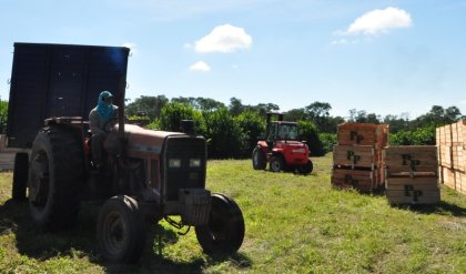 Salta: exportadores de limones mantenían casi esclavizados a 66 peones formoseños