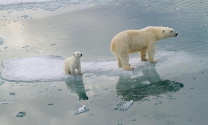 Adiós a los osos polares: el calentamiento global les puso fecha de extinción 