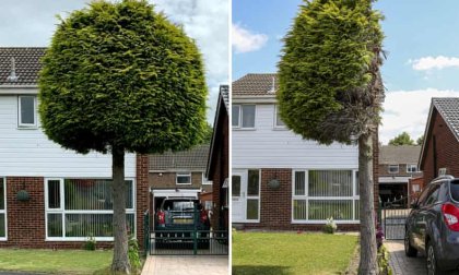 Cortaron un árbol por la mitad para saldar una disputa entre vecinos: ahora es una atracción 