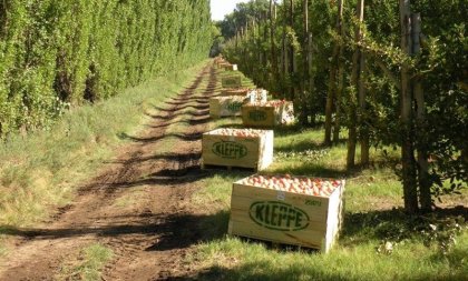 Río Negro: más de 60 víctimas de trata halladas en un establecimiento frutícola