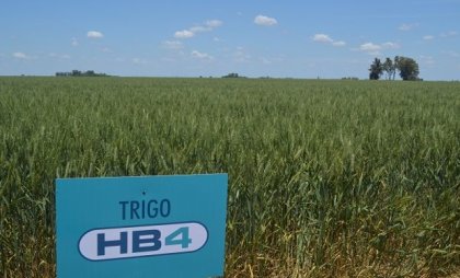 Brasil aprobó la harina del trigo transgénico HB4 resistente al glufosinato