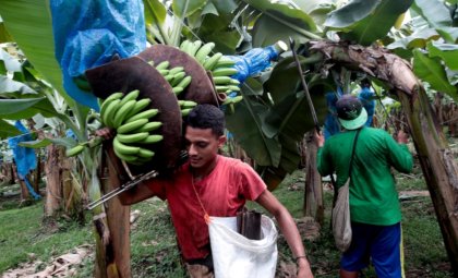 Movento OD 15: El químico con el que envenenan a obreros bananeros