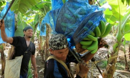 Obreros denuncian afectaciones a raíz de uso ilegal de químicos en bananera