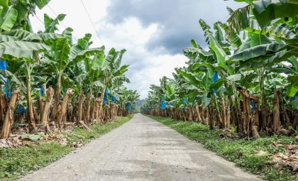 Vecinas de finca bananera La Perla afectadas por uso de agroquímicos