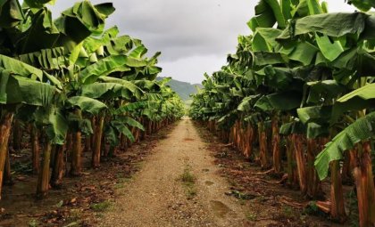 Dirigente sindical confirma muerte de obrero en bananera Duacarí