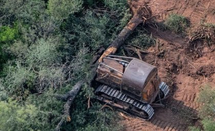 Casi 50 000 hectáreas de monte arrasadas durante la cuarentena en el norte argentino