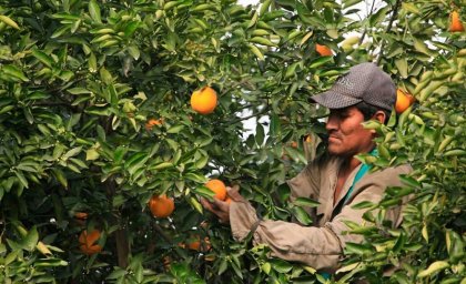 Obrero rural de Ledesma muere tras ser expuesto a cosechar en altas temperaturas