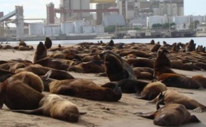 Nuevos casos positivos en lobos marinos en Chubut y Santa Cruz