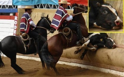 ¡No más rodeo!: pongámosle fin a esa brutalidad de cuicos y patrones