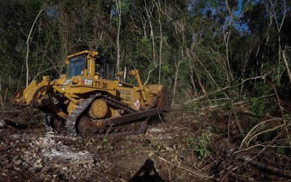 15 empresarios y autoridades, responsables de la devastación de la selva maya