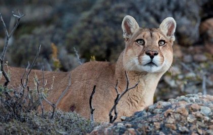 Arcioni premia la caza de pumas y de zorros en Chubut