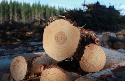 Forestal ubicada en La Araucanía cerraría empresa afectando a 600 trabajadores