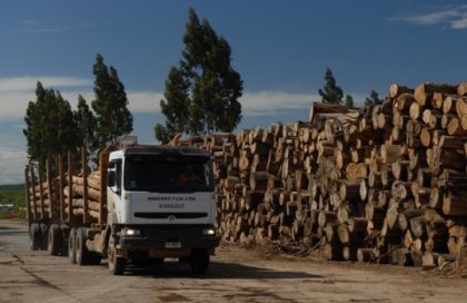 Trabajadores de Forestal Mininco decidieron la huelga