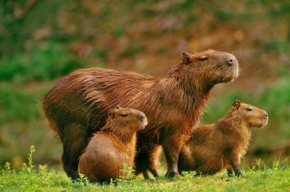 Día mundial de la biodiversidad