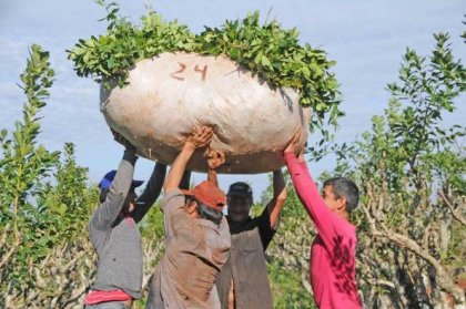  Conflicto yerbatero entre grandes molineros y pequeños productores 