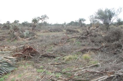 De la Sota promete más desmonte en Córdoba