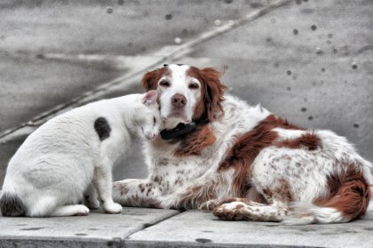 Se promulga "Ley Cholito", una gran iniciativa para los amantes y amigos de los animales