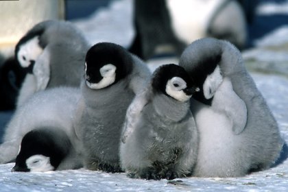 Mueren miles de crías de pingüino emperador por el deshielo de la Antártida