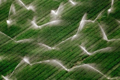 Estado subsidia a grandes empresarios agropecuarios 