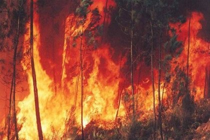 380% hectáreas más que en 2020: Incendios aumentan a la par que aumentó el modelo forestal capitalista en Chile