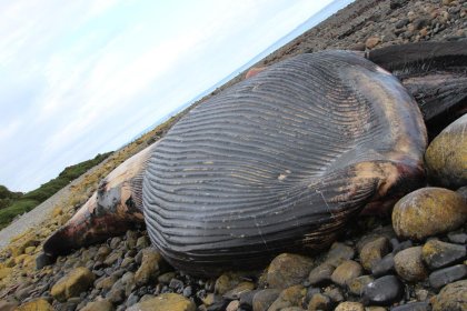 Varamiento de ballena en Puerto Natales es ocultado por empresas salmoneras y portuarias para eludir la normativa internacional